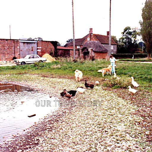 Duck Pond, Cowgrove, near Wimborne