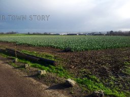 Daffodil Pickers, Hoo St. Werburgh, 29th December 2015