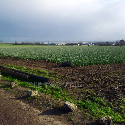 Daffodil Pickers, Hoo St. Werburgh, 29th December 2015