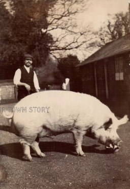 Farmer and Pig at White Farm, Moor Crichel, c. 1913