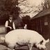 Farmer and Pig at White Farm, Moor Crichel, c. 1913