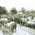 Cattle Market, Sittingbourne, 1905