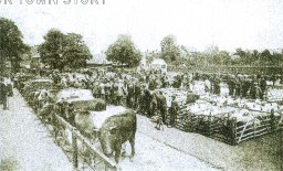 Cattle Market, Sittingbourne, 1905